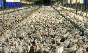 ارمنستان واردات تمام فرآورده‌های مرغ از ایران را ممنوع کرد